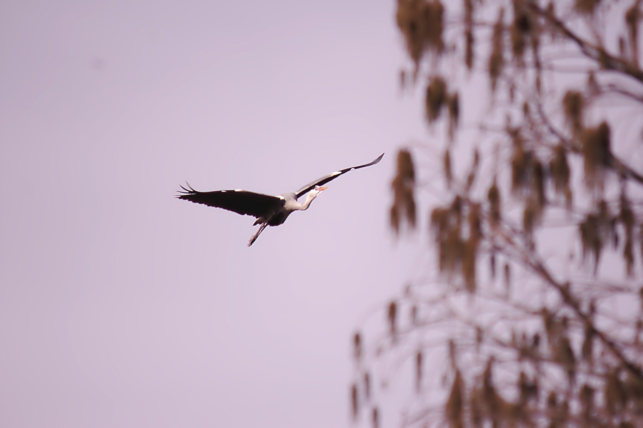 23022019_luisenpark 262.jpg