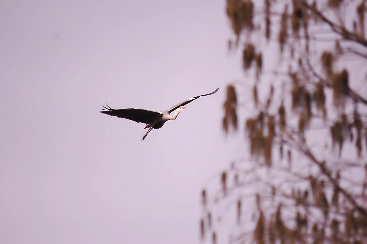 23022019_luisenpark 262.webp