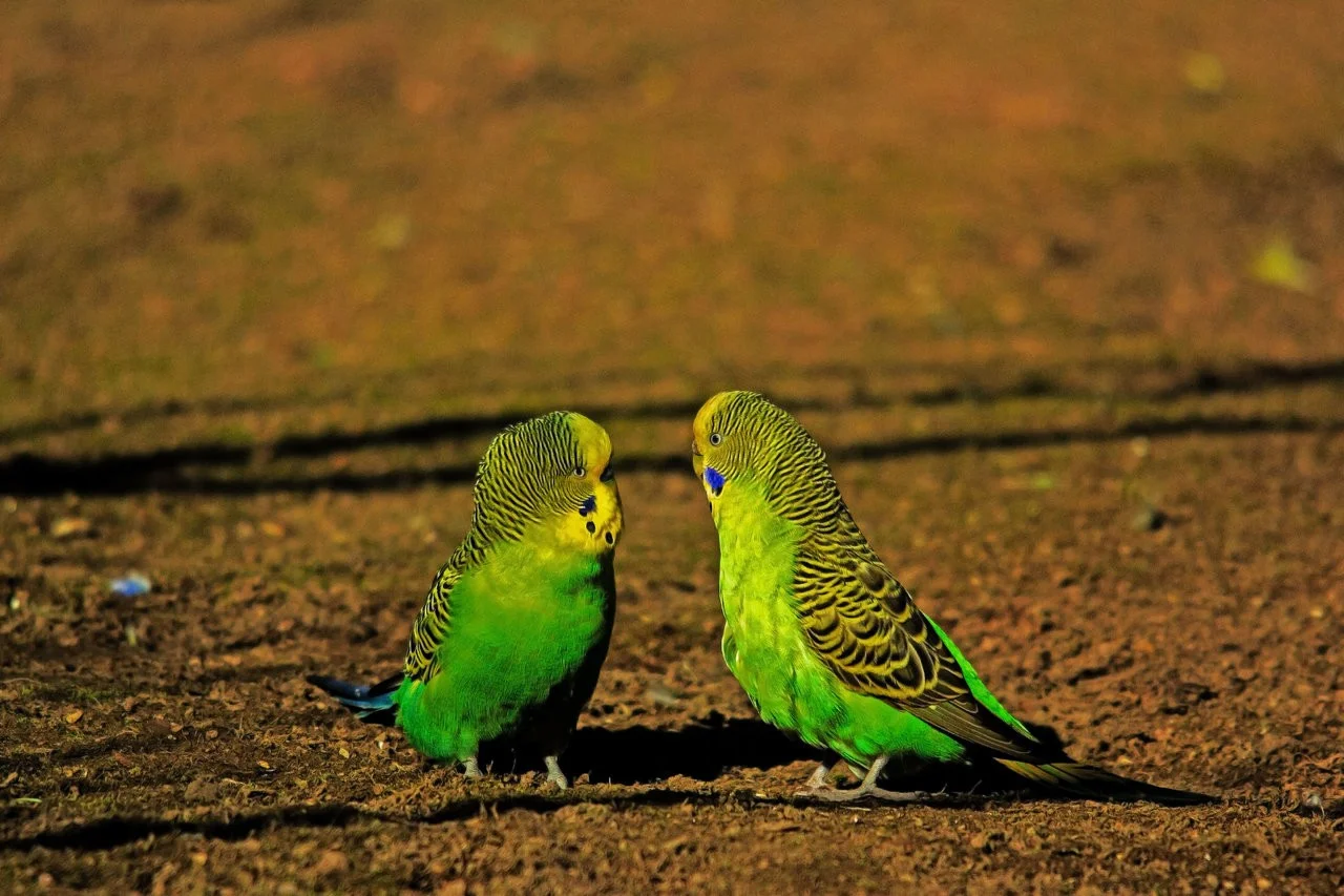 24022019_Worms 131.webp