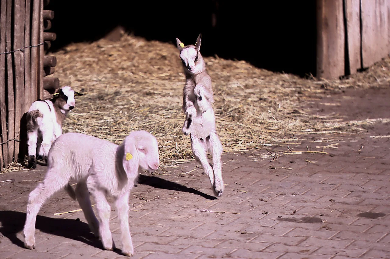 24022019_Worms 180.webp