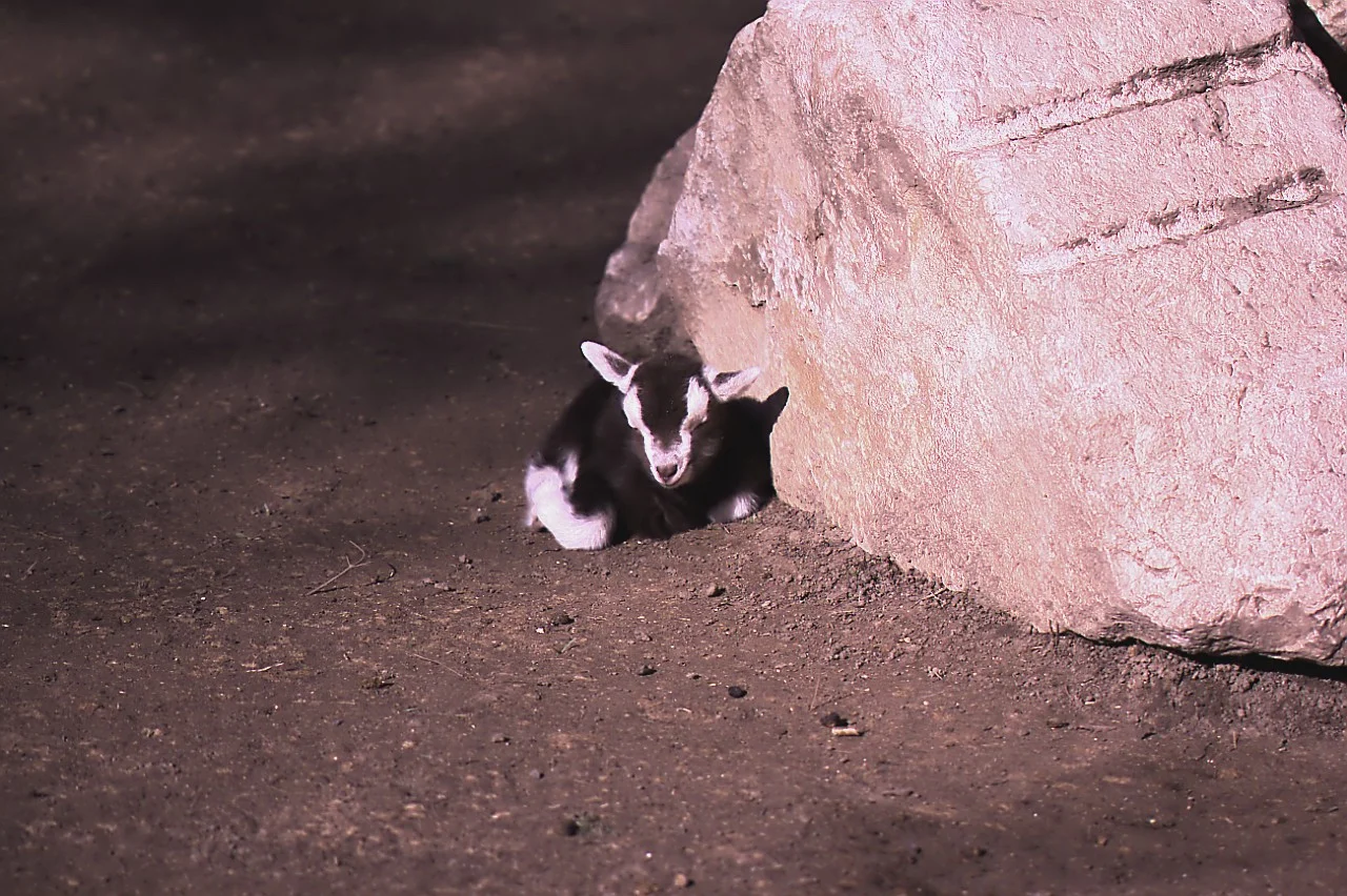 24022019_Worms 184.webp