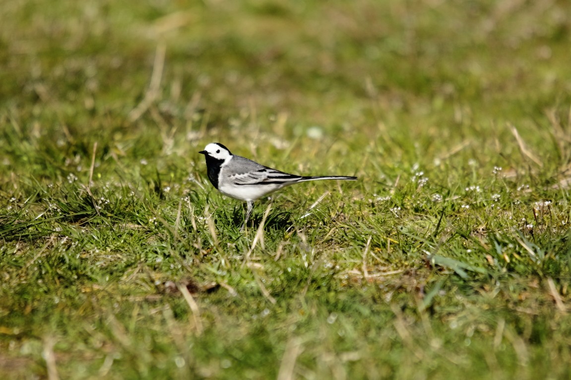 30032019 050_1_Bachstelze.JPG