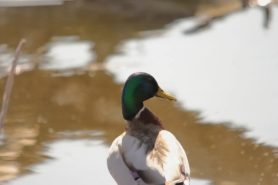 30032019 136_1_Erpel.webp