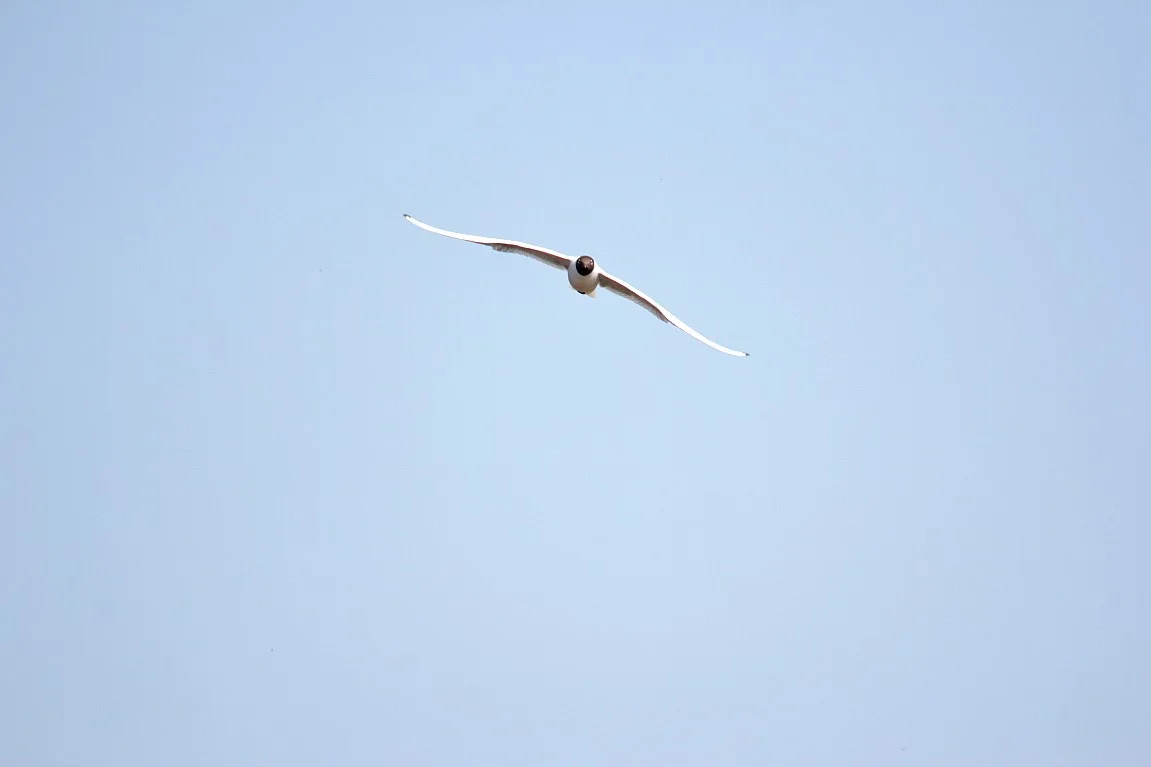 30032019 227_1_Möwe.webp