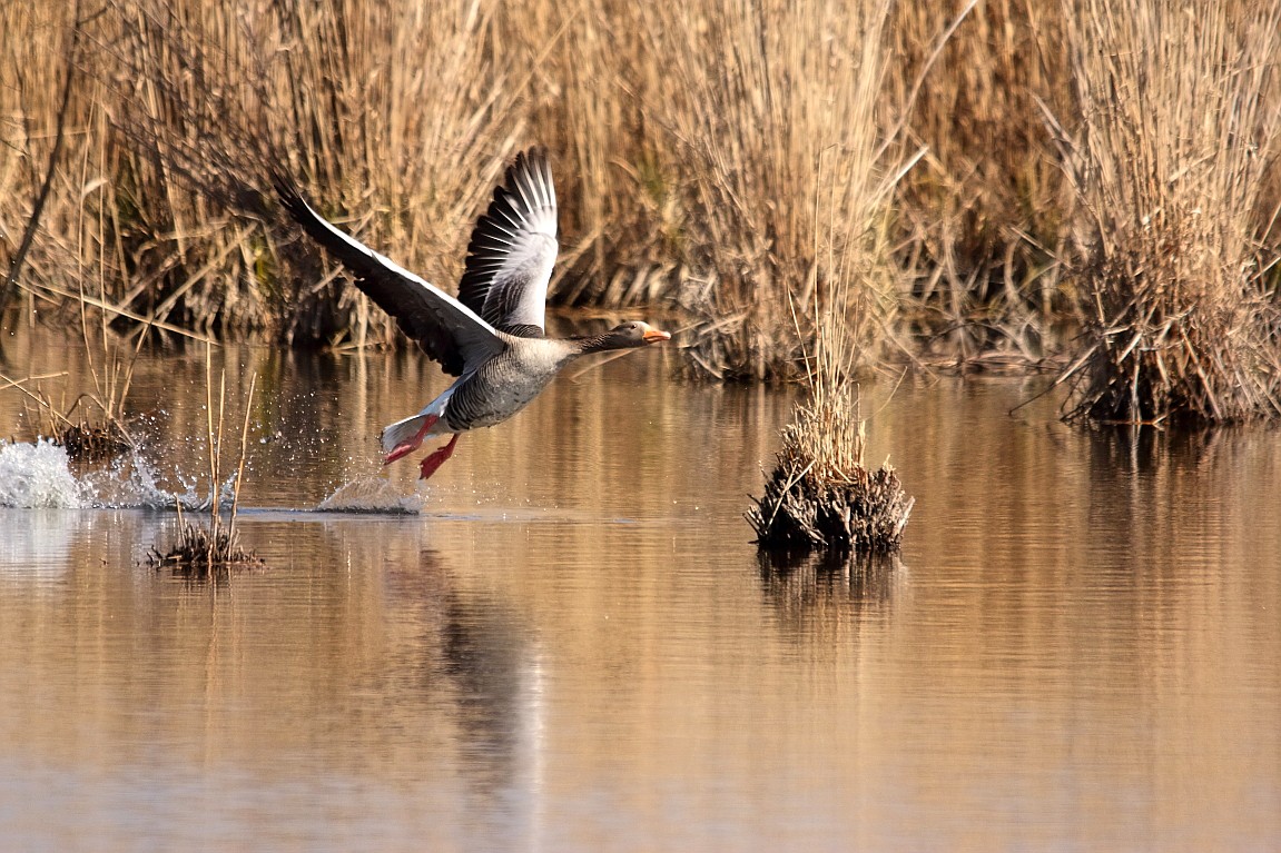 30032019 355_1_take off.JPG