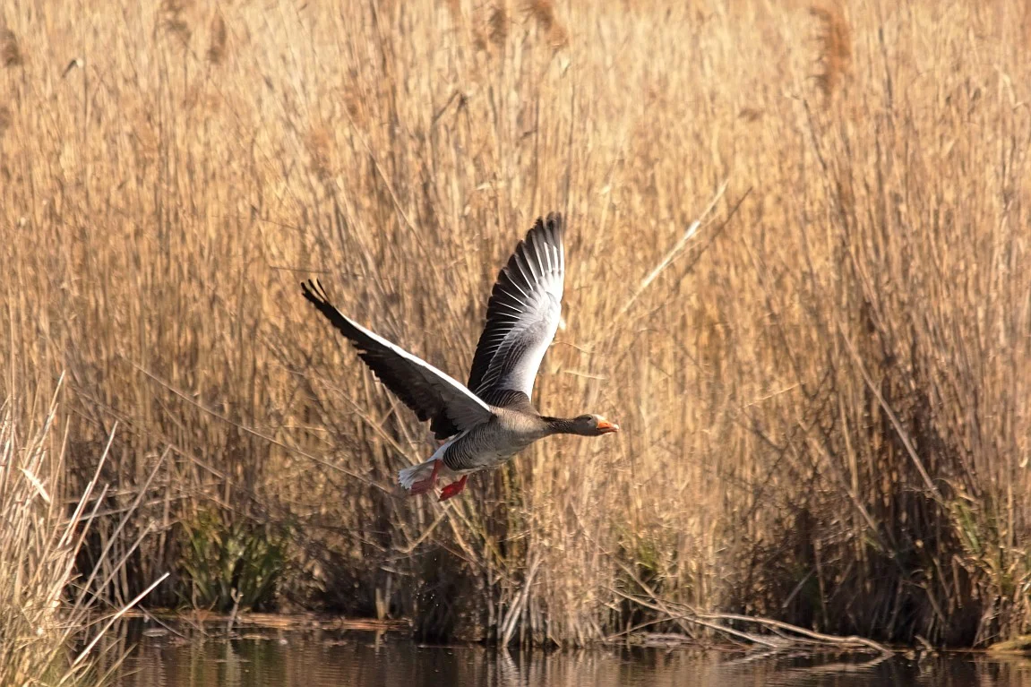 30032019 358_1_take off2.webp