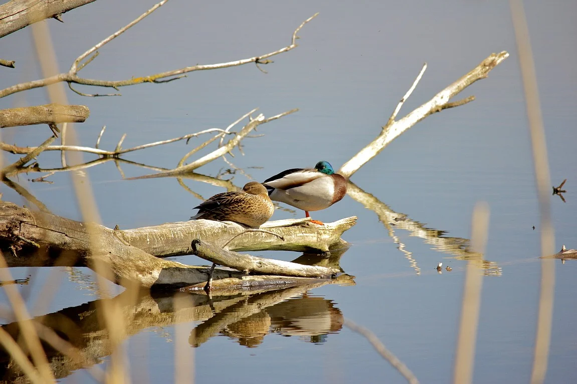 30032019 396_1_Schlafenten.webp