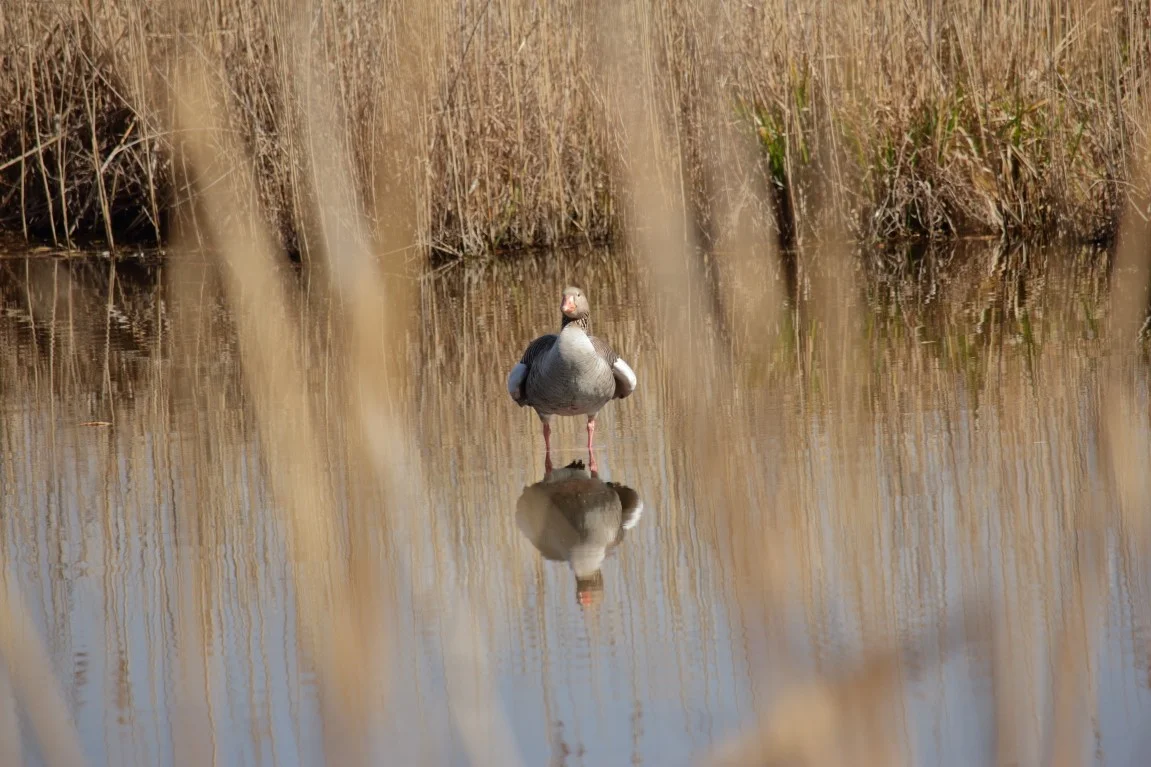 30032019 437_1_wasserlaufen.webp