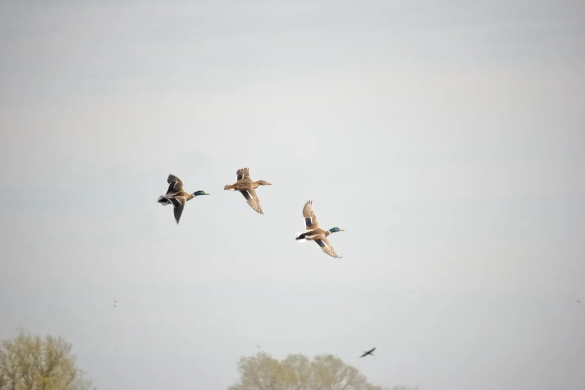 30032019 449_1_Ententrio.webp