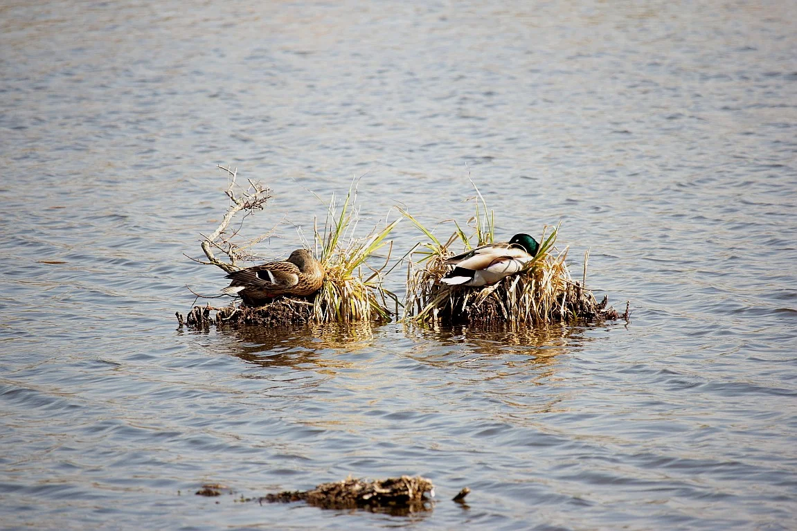 30032019 486_1_Schlafenten2.webp