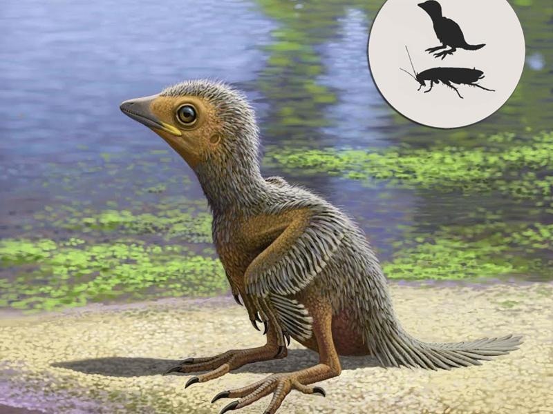 300479_1_org_der-in-spanien-gefundene-vogel-gehoert-zur-gruppe-der-enantiornithes-und-ist-nach...jpg