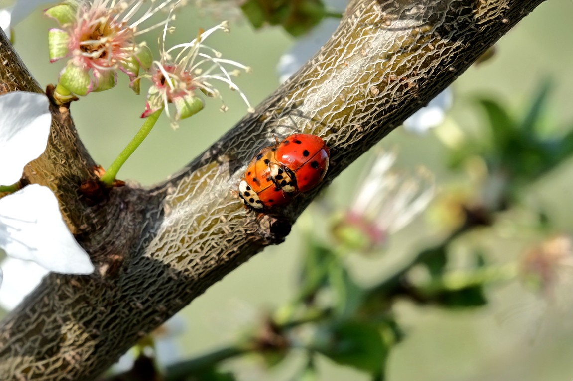 31032019 006_1_Marienkäfer.JPG