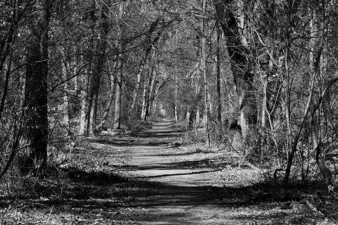 31032019 045_1_waldweg.JPG~2.jpg