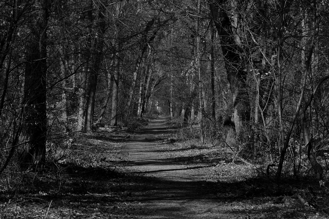 31032019 045_1_waldweg.JPG