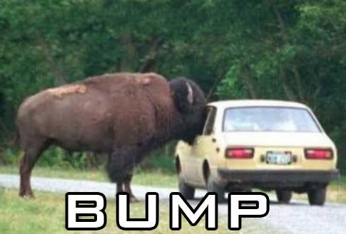 3292686-bump_buffalo.jpg