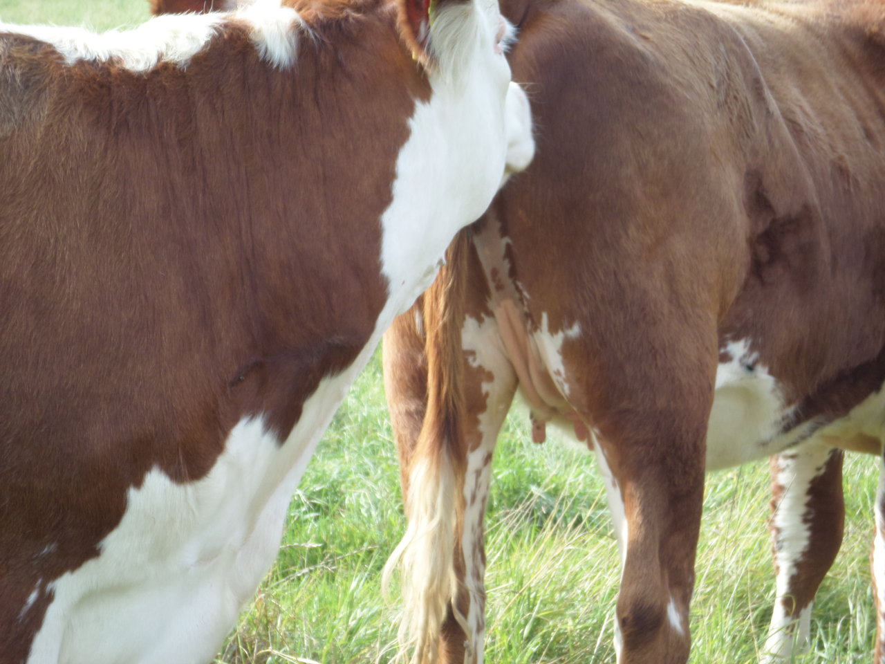 5 lesbische kühe 010815-2.JPG