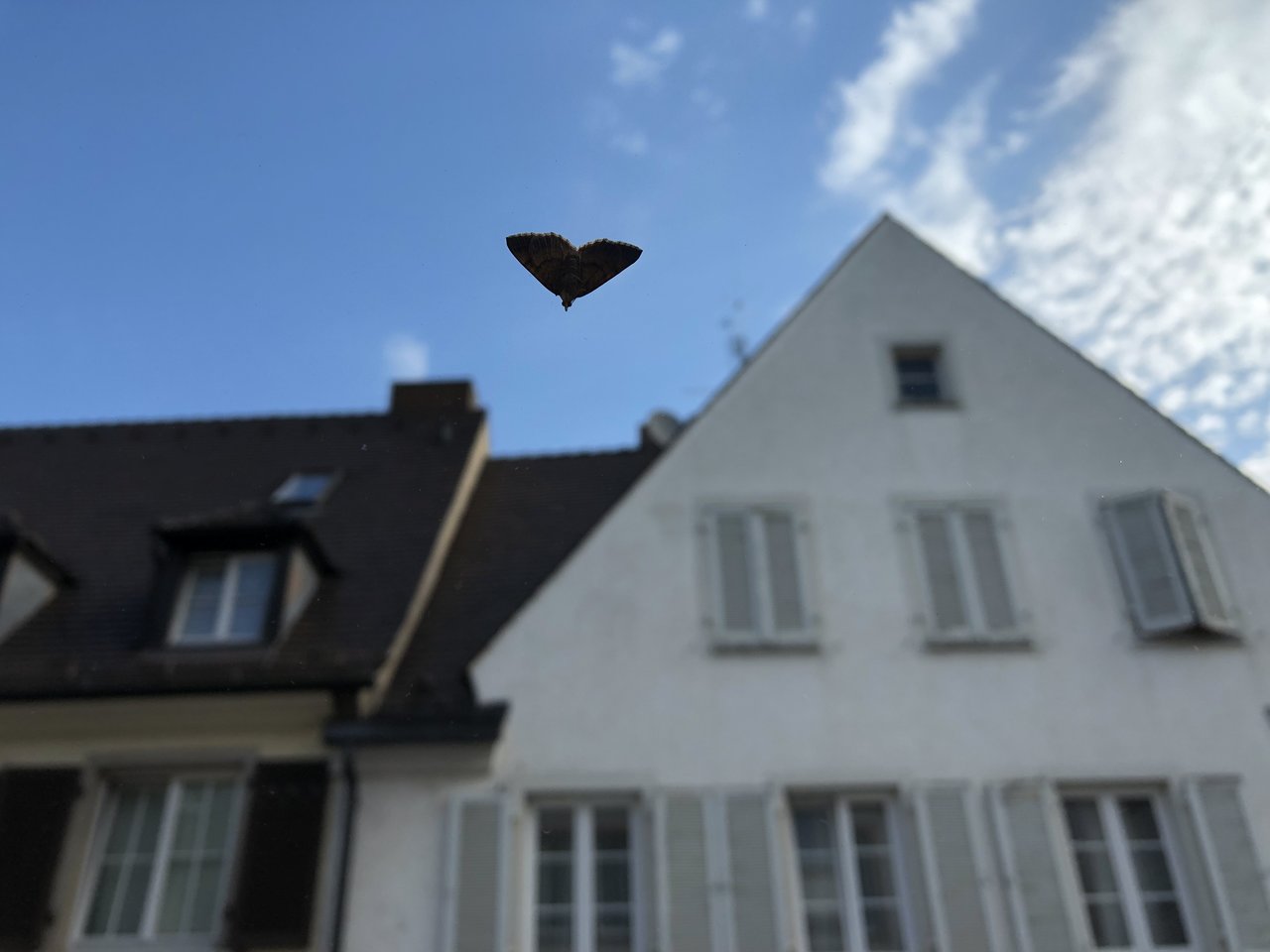 5C6B348B-3F8C-4221-9AF4-9BC37985EEC5.jpeg