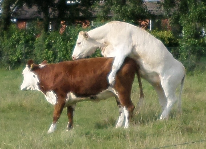 6 lesbische kühe 010815.JPG
