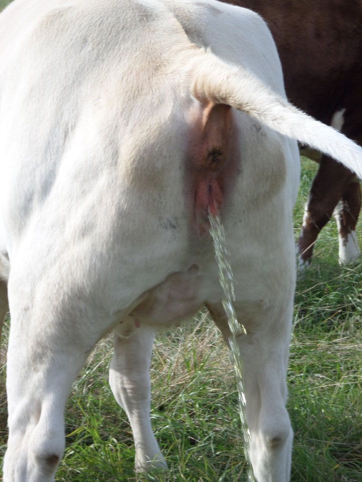 8 pissende kuh.JPG