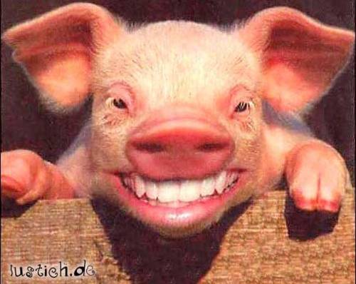 873-lachschwein.jpg