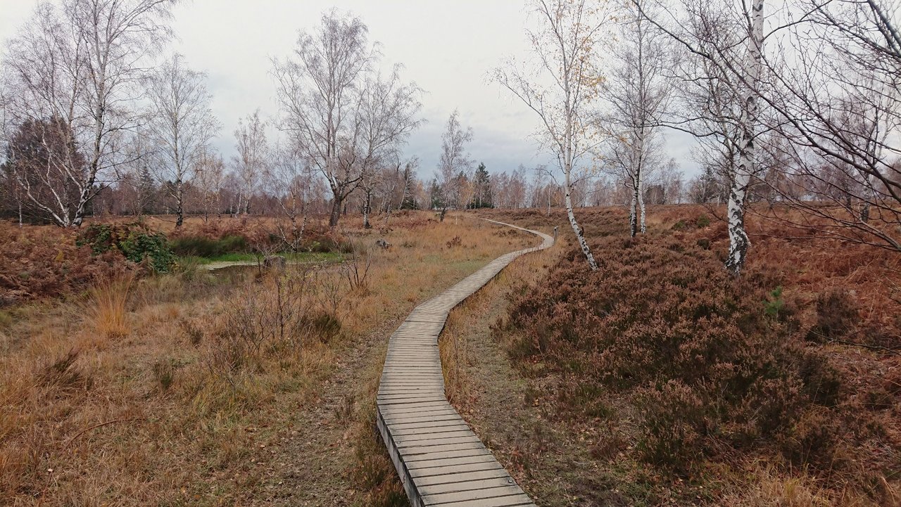 _20210119_185009.JPG