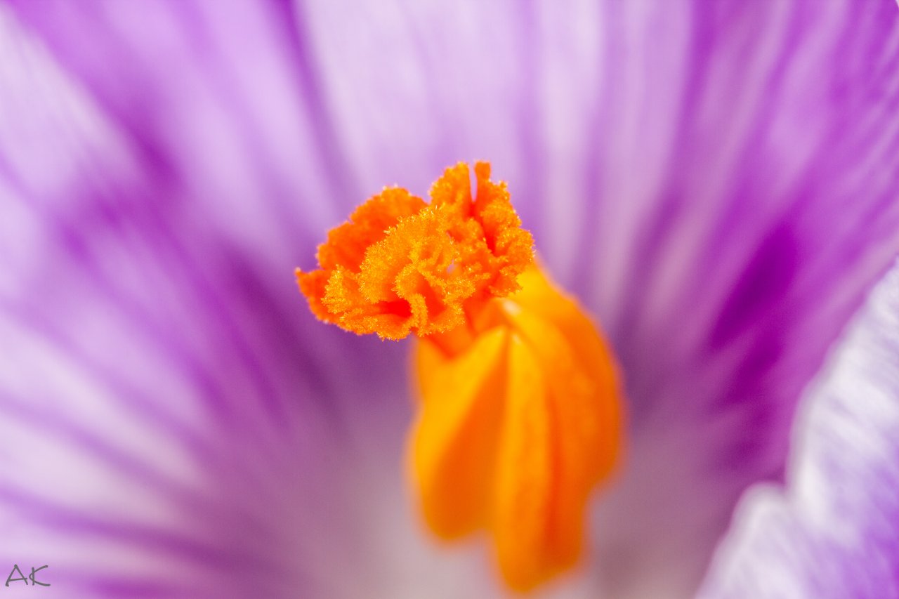 _MG_5368.jpg