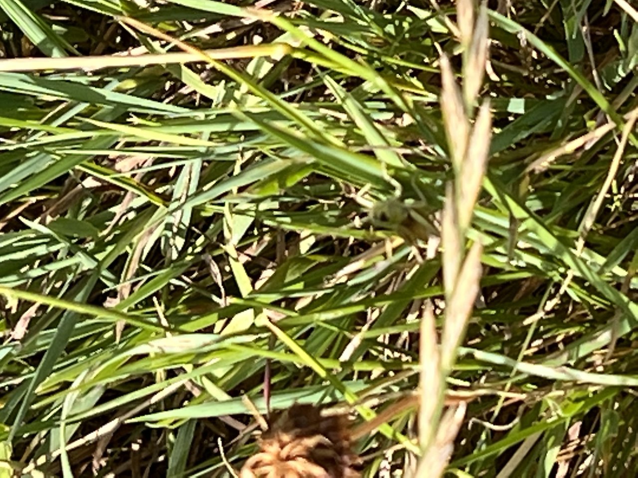 A7496D46-1CC7-472A-8906-488C9246D136.jpeg