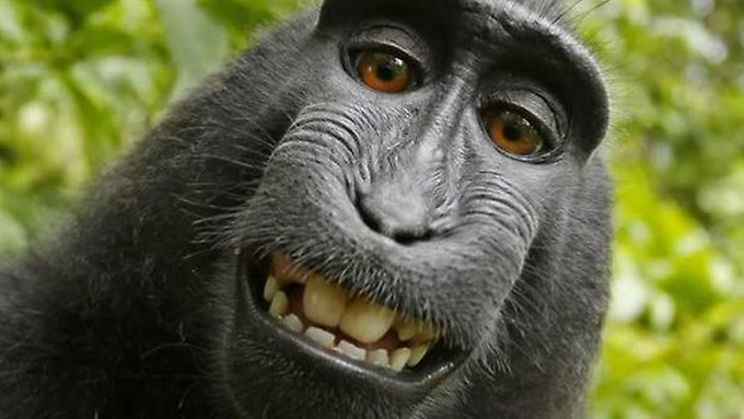 affe.png