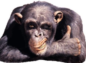 Affen mit einem Daumen hoch.jpg