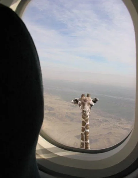 airplane_giraffe.webp