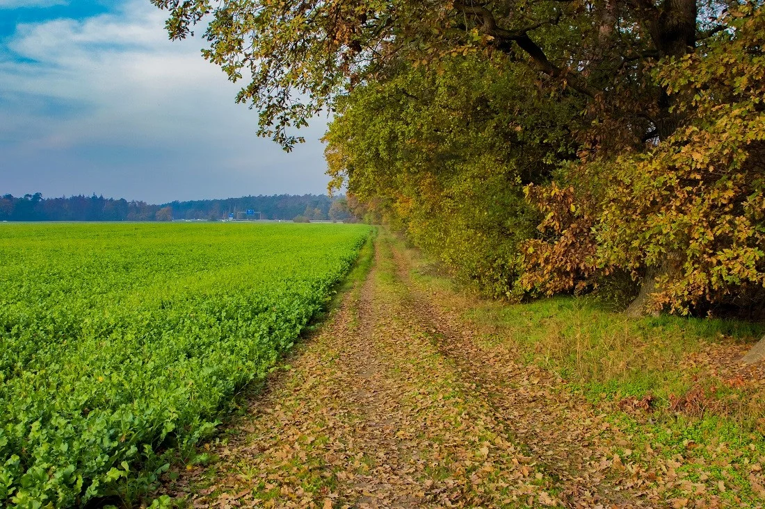 along the field-2.webp