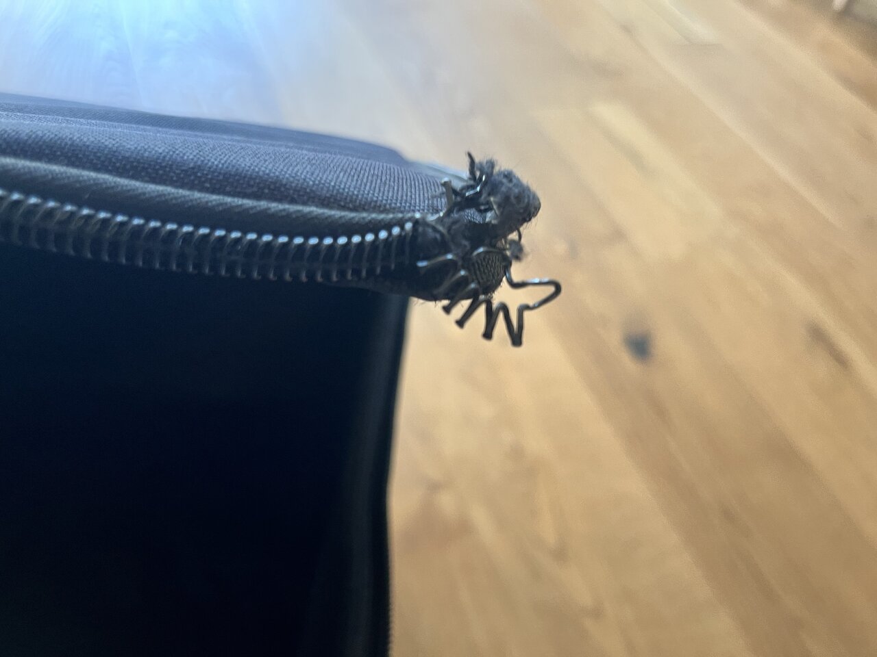 Amp One Bag 2.jpg