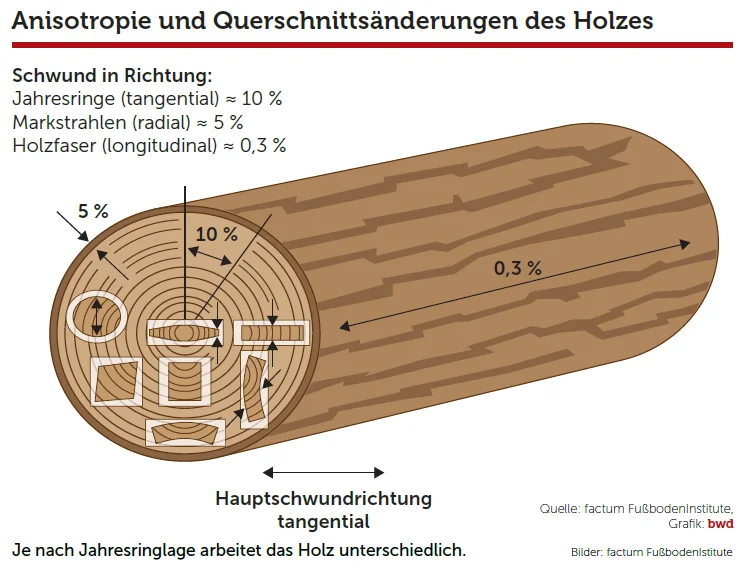 Anisotropie-und-Querschnittsveraenderungen-des-Holzes.webp