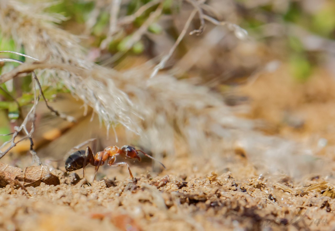 Ant_13122019-2.jpg