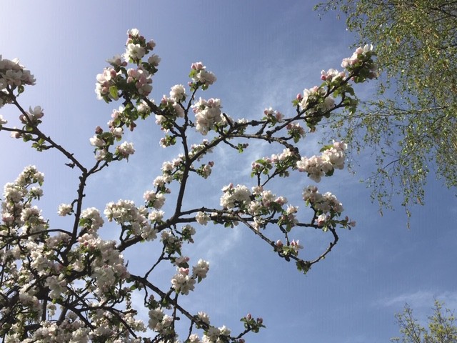 Apfelblüten Kopie.JPG