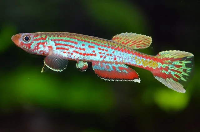 Aphyosemion II 640.webp