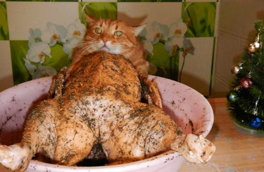 Article-Image-PerfectlyTimedPhotos-A-Chicken-Or-A-Cat2.webp
