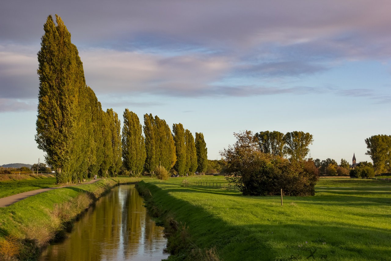 bach_08112019.jpg
