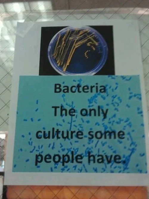 Bacteria.webp