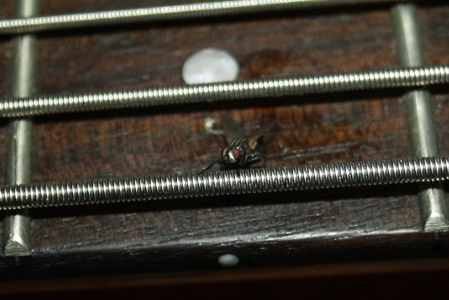 bass-vs-fly.jpg