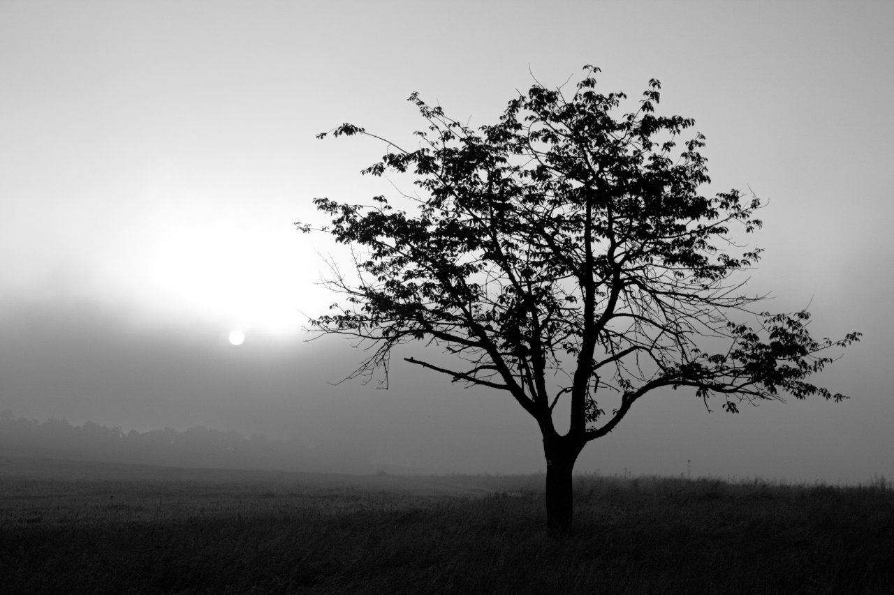 Baum (1 von 1).jpg