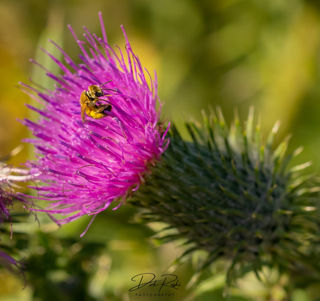 biensche_17072022.jpg