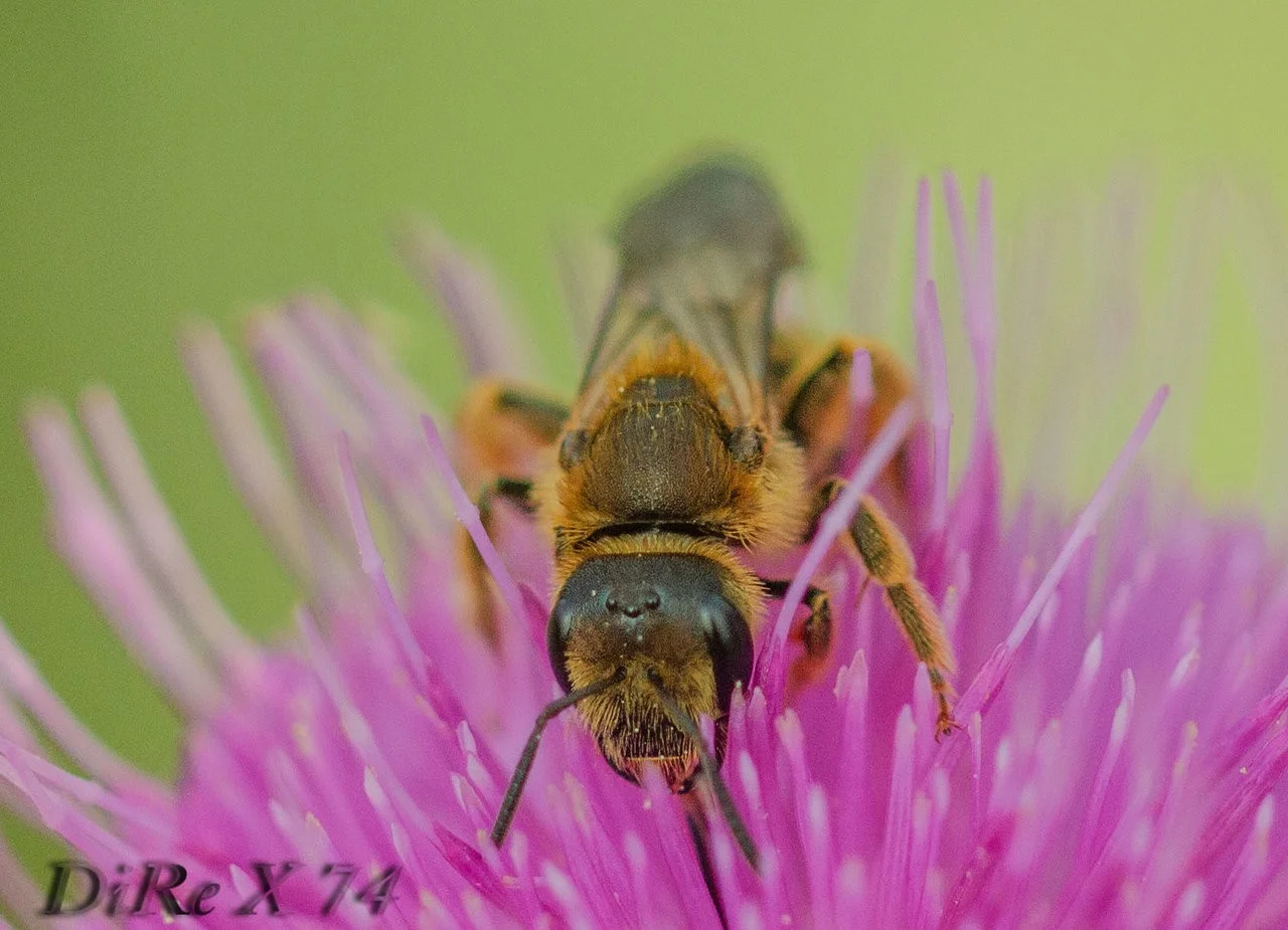 big bee_12072019.webp