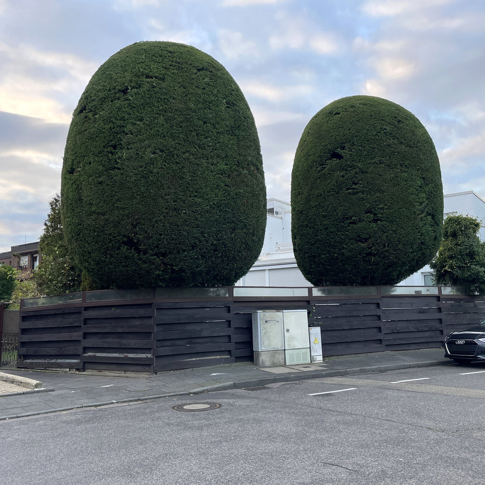 Big_Trees.jpg