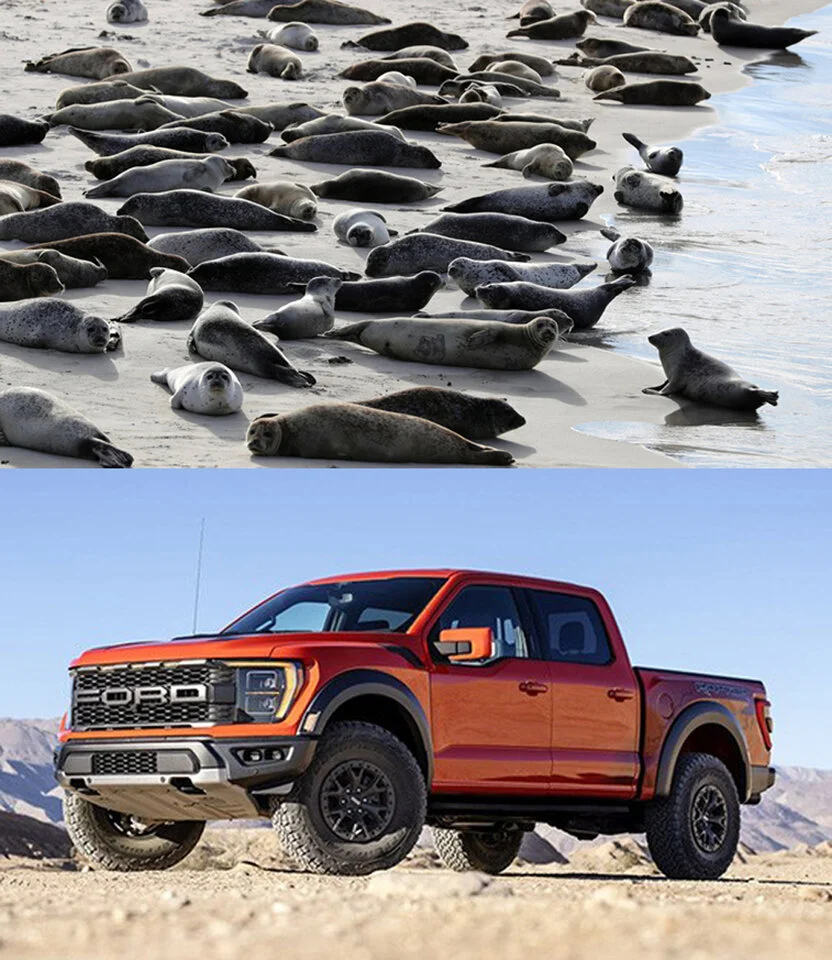 Bilderrätsel Robben Ford.webp