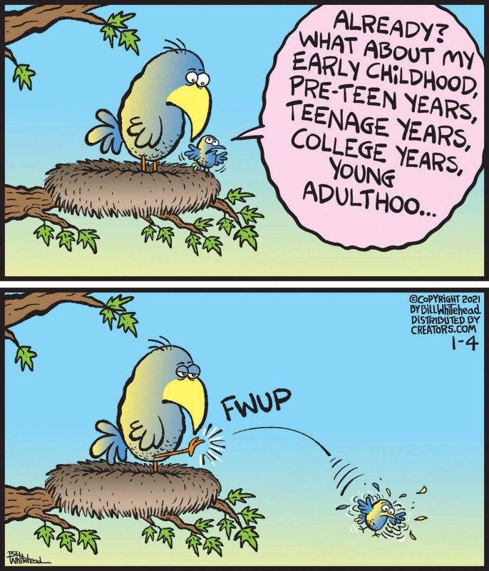 Birds.jpg