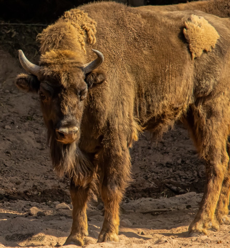 bison_14082019.jpg