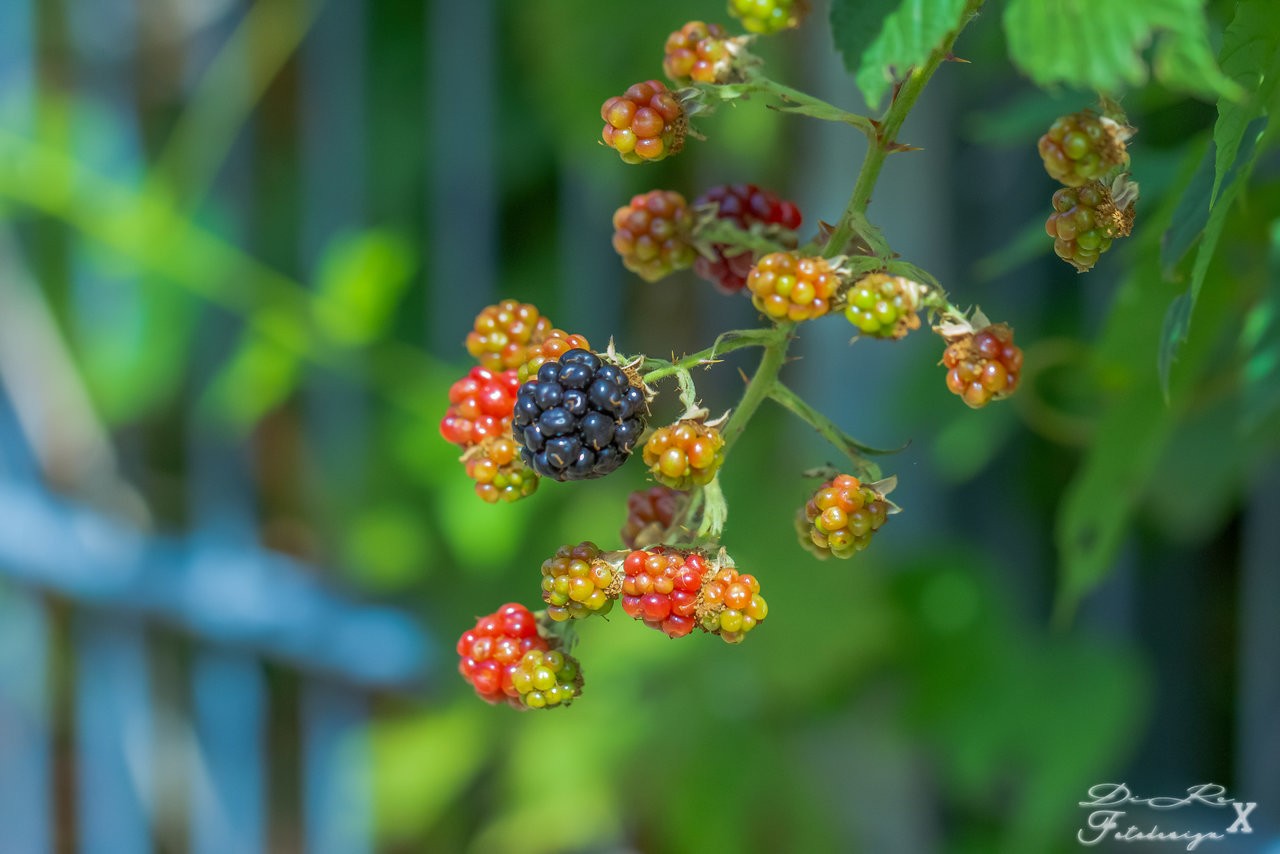 blackberries_11082019.jpg