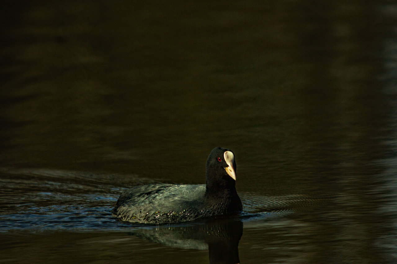blacky.jpg