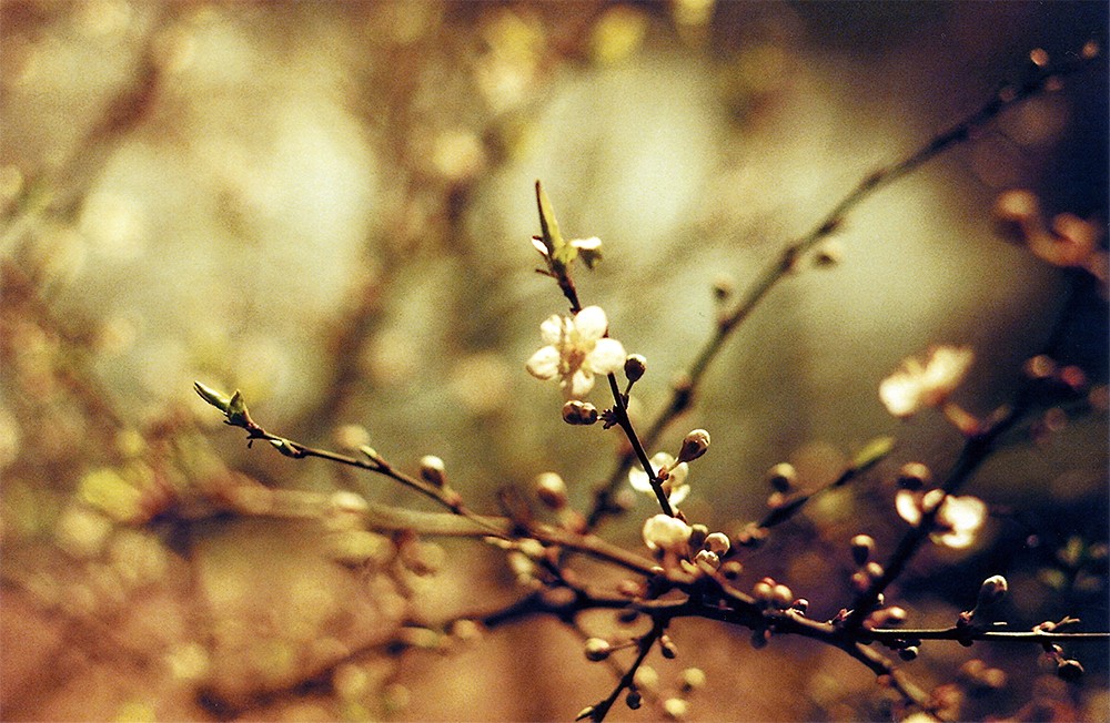 BlütenRedscale.jpg
